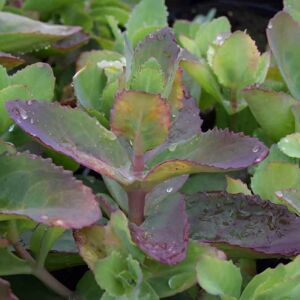 Sedum telephium 'Matrona' ---